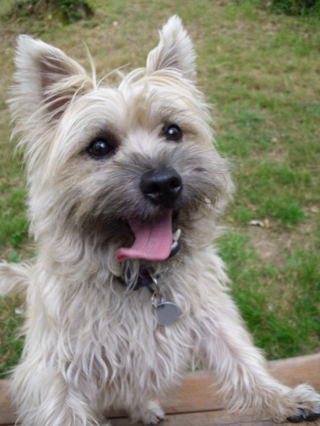 Cairn Terrier