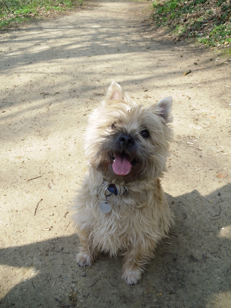 Cairn Terrier