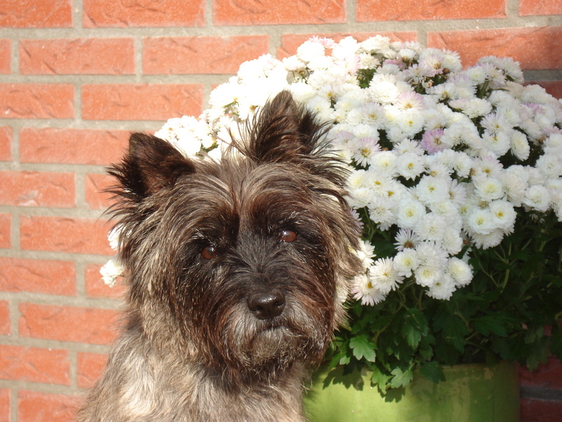 Cairn Terrier