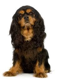 Cavalier King Charles Spaniel