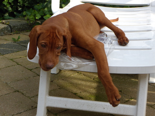 Vizsla (Hongaarse staande hond)