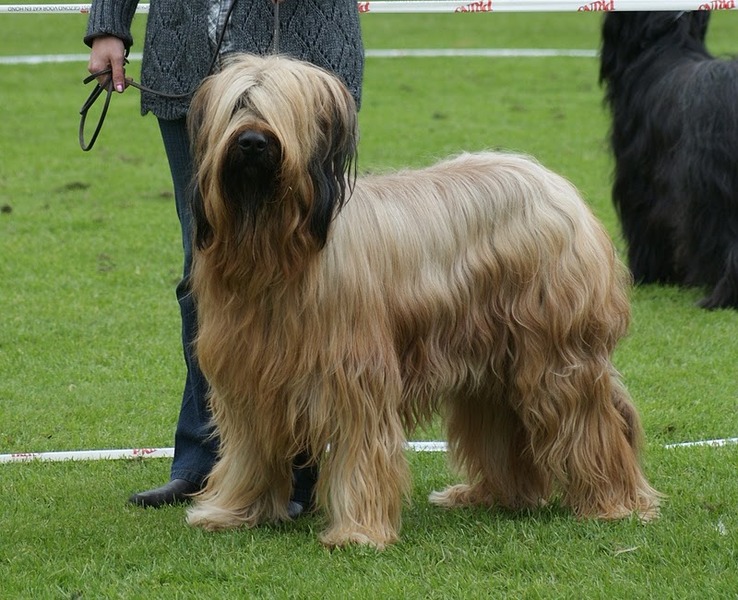 Briard