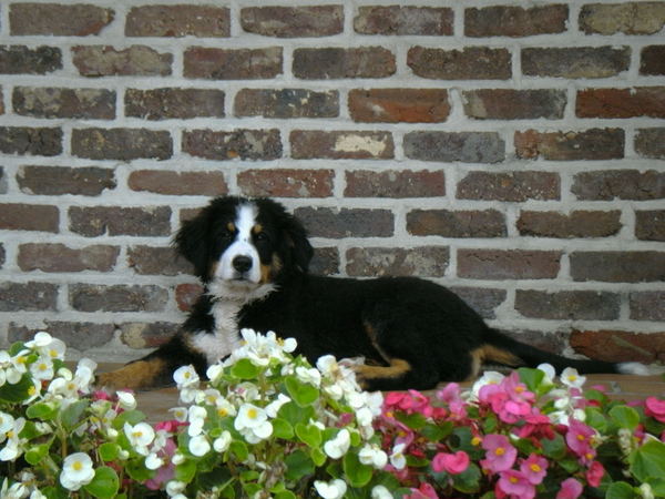 Berner Sennenhond