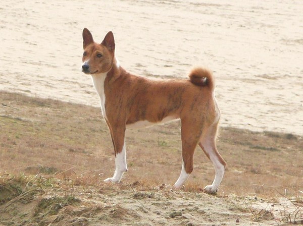 Basenji