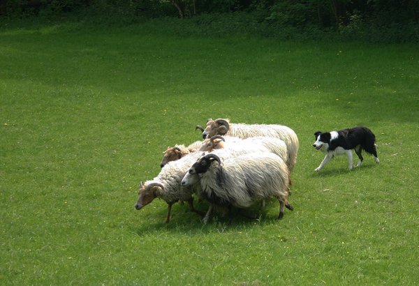 Border Collie