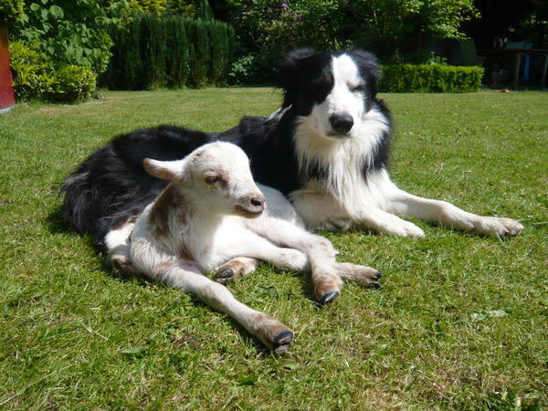 Border Collie