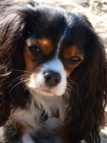 Cavalier King Charles Spaniel