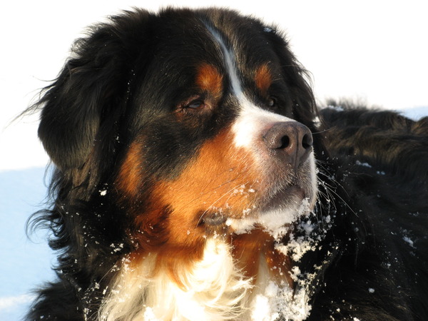 Berner Sennenhond