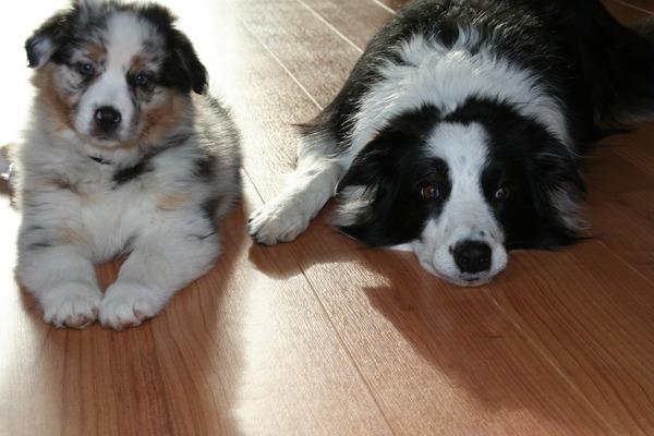 Australian Shepherd