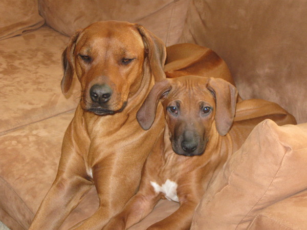 Rhodesian Ridgeback