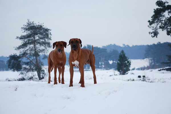 Rhodesian Ridgeback