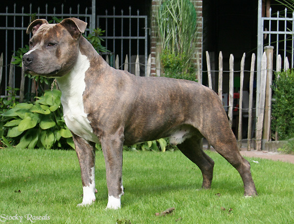 American Staffordshire Terrier