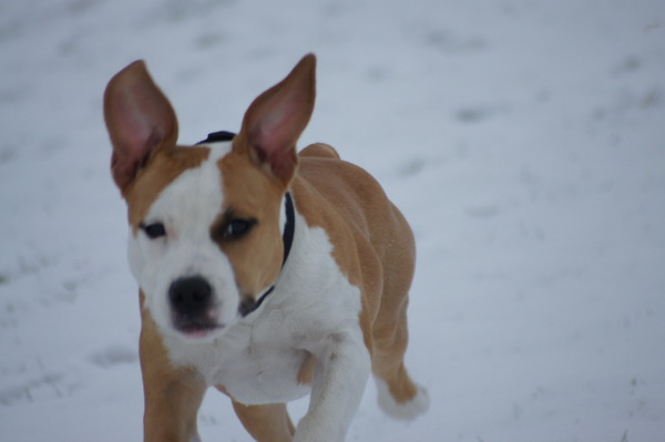 American Staffordshire Terrier