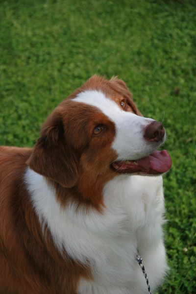 Australian Shepherd