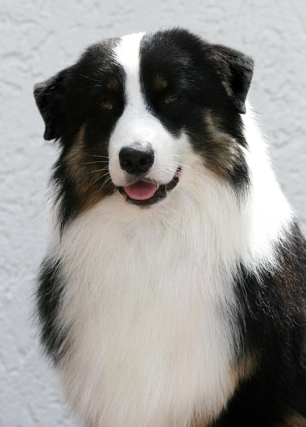 Australian Shepherd