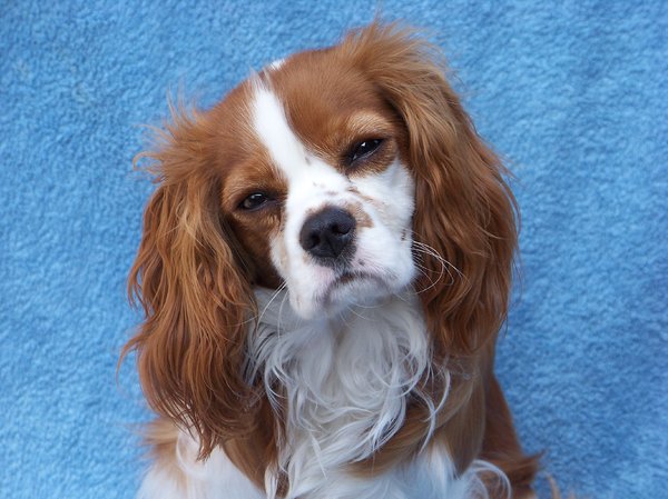 Cavalier King Charles Spaniel