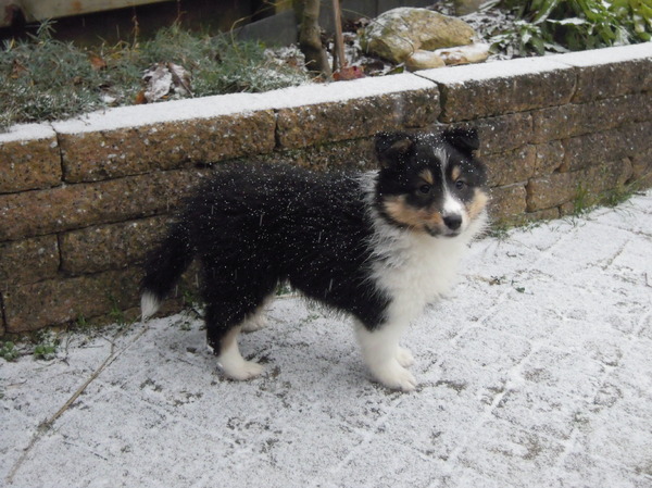 Sheltie