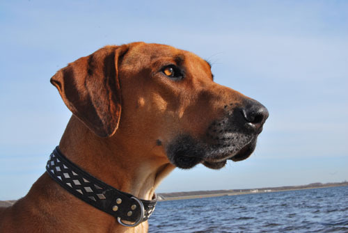 Rhodesian Ridgeback