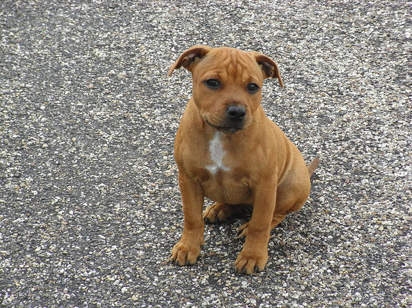 Staffordshire Bull Terrier