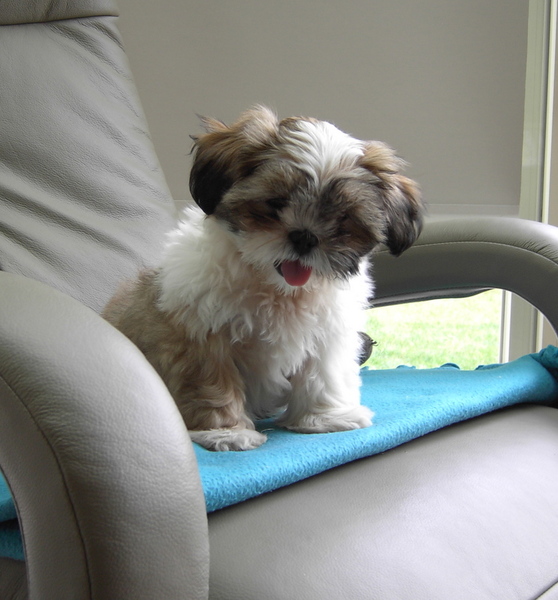 Shih Tzu