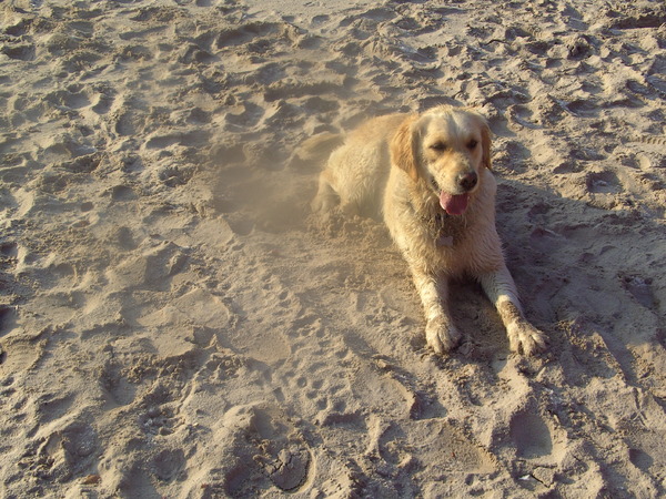 Golden Retriever