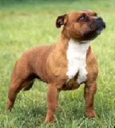 staffie