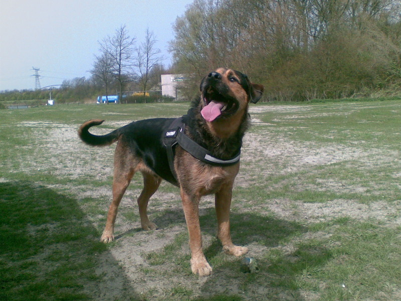 Spike Rottweiler X duitse herder