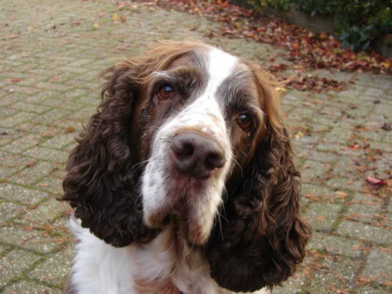 Engelse Springer Spaniel