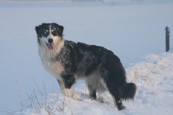 Australian Shepherd