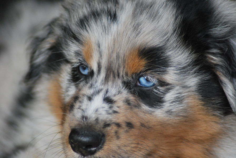 Australian Shepherd