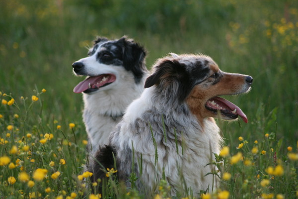 Australian Shepherd