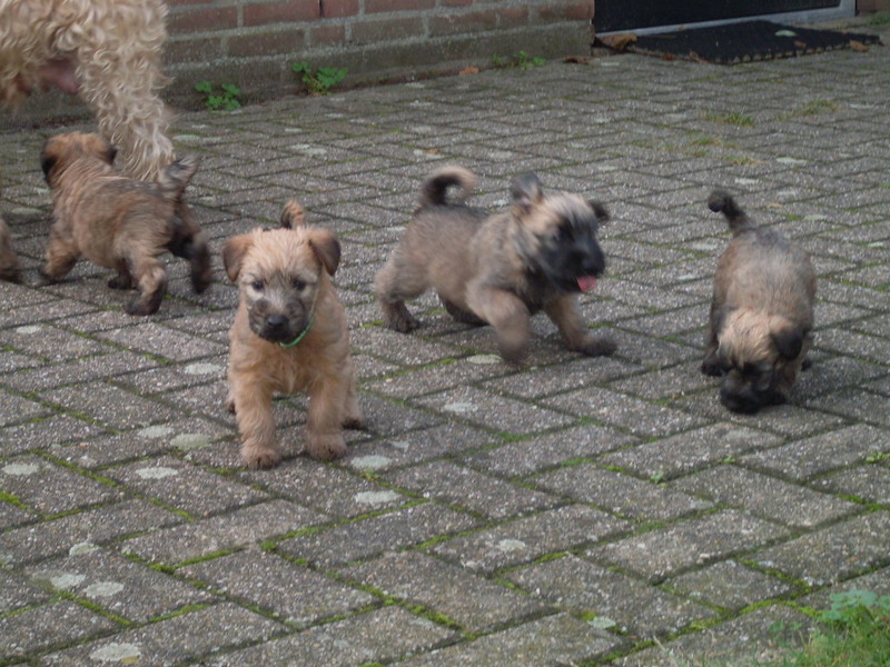 Irish Softcoated Wheaten Terriër