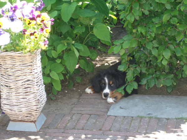 Pff wat is het warm! Onder de planten is het lekker koel ;)