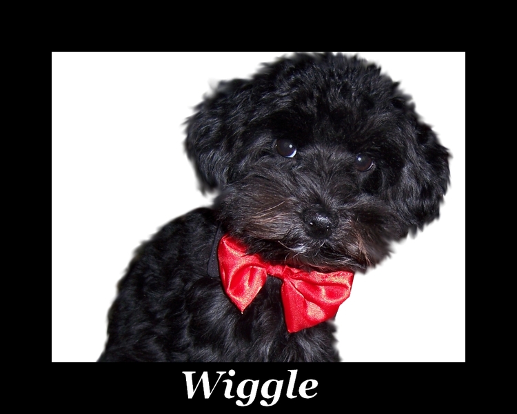 Wiggle moeder yorki vader toypoedel