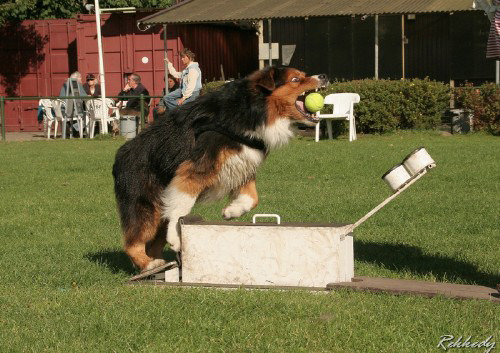 Australian Shepherd