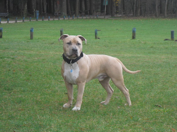 American Staffordshire Terrier