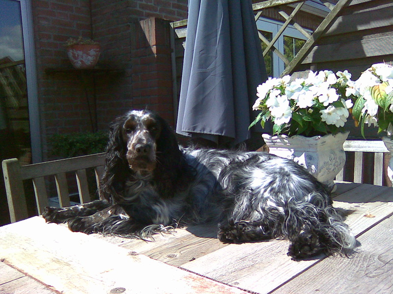 Engelse Cocker Spaniel