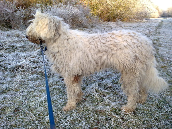 3 Puli's en 1 Komondor