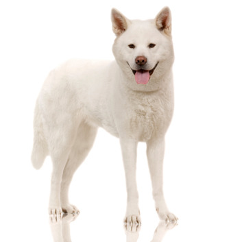 Akita Inu