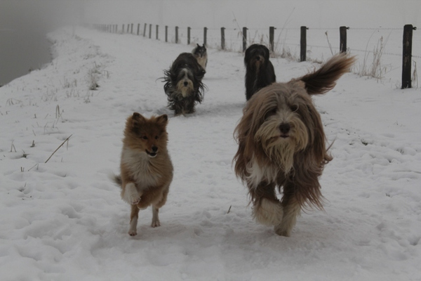 Shelties & Beardies in de Sneeuw!