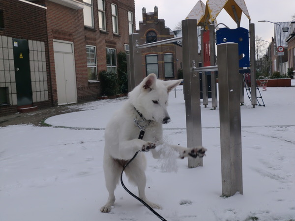 Kyra in de sneeuw!!!