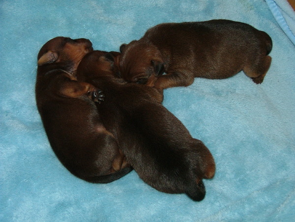 De 3 puppy's pas geboren op 1 Januari 2011 teefje Bridney Reutje Bradley Teefje Angel het zijn echt mooie dwergpinscher's kijk zelf maar eens,Gr jolanda en de dwergjes.