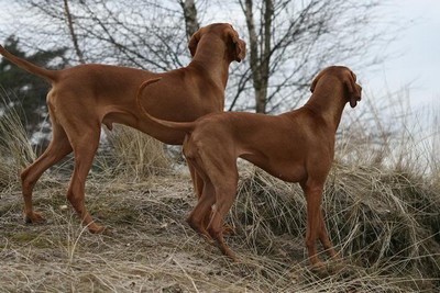 Vizsla (Hongaarse staande hond)