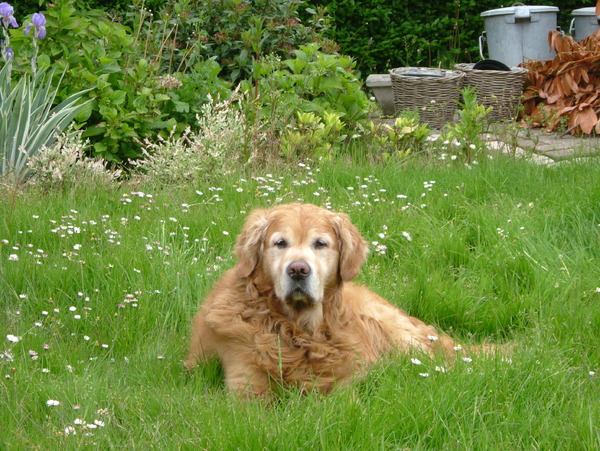 Golden Retriever