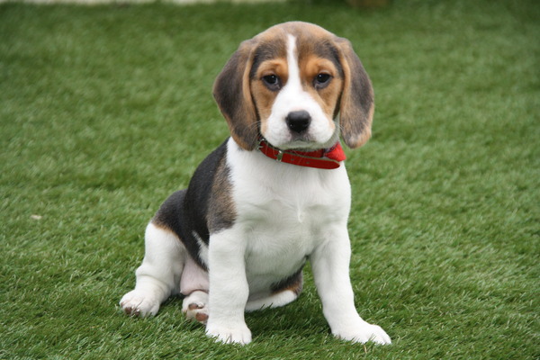 dit is onze Beagle Guusje