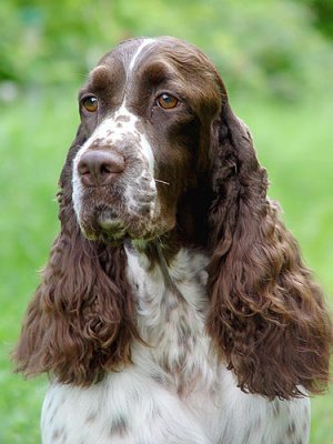 Engelse Springer Spaniel