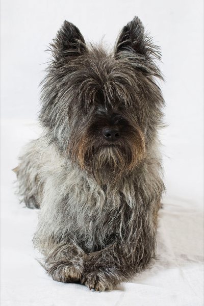 Cairn Terrier