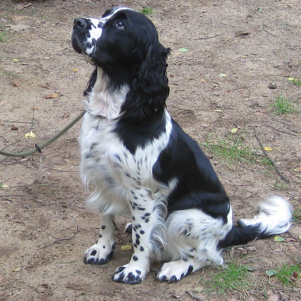 Engelse Springer Spaniel