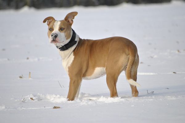 Buddha in de sneeuw!