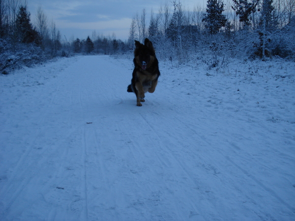 Kiba in sneeuw 